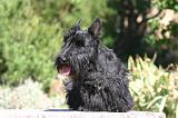 SCOTTISH TERRIER 279